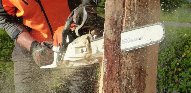 faire appel à un professionnel comme Jean-Charles Remy pour l'élagage de vos arbres